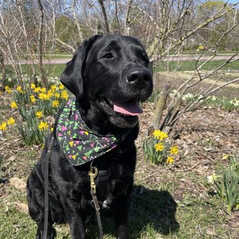 Lyndale Park Rose Garden - Great spot to walk the dog, BYO bags for waste! - Parks Near Me - Minneapolis, Minnesota Lyndale Park Rose Garden - Great spot to walk the dog, BYO bags for waste! - Parks Near Me - Minneapolis, Minnesota