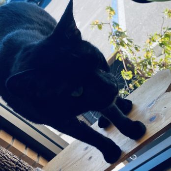 The Witty Whisker Cat Cafe - Frisky cat that has found his furever home - Themed Cafes Near Me - St. Augustine, Florida The Witty Whisker Cat Cafe - Frisky cat that has found his furever home - Themed Cafes Near Me - St. Augustine, Florida