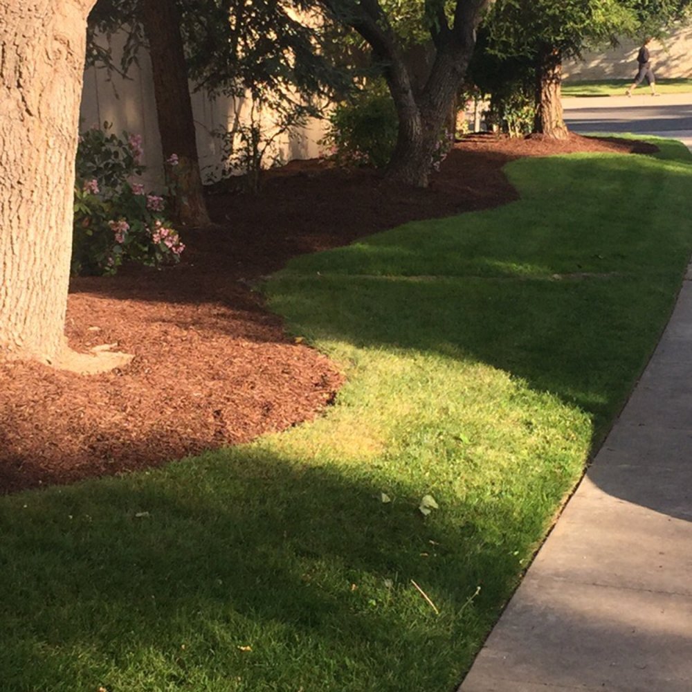 Side yard after spreading bark. Side yard after spreading bark.