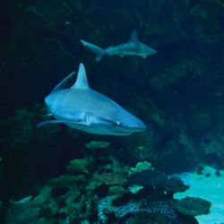 Shark Reef Aquarium at Mandalay Bay