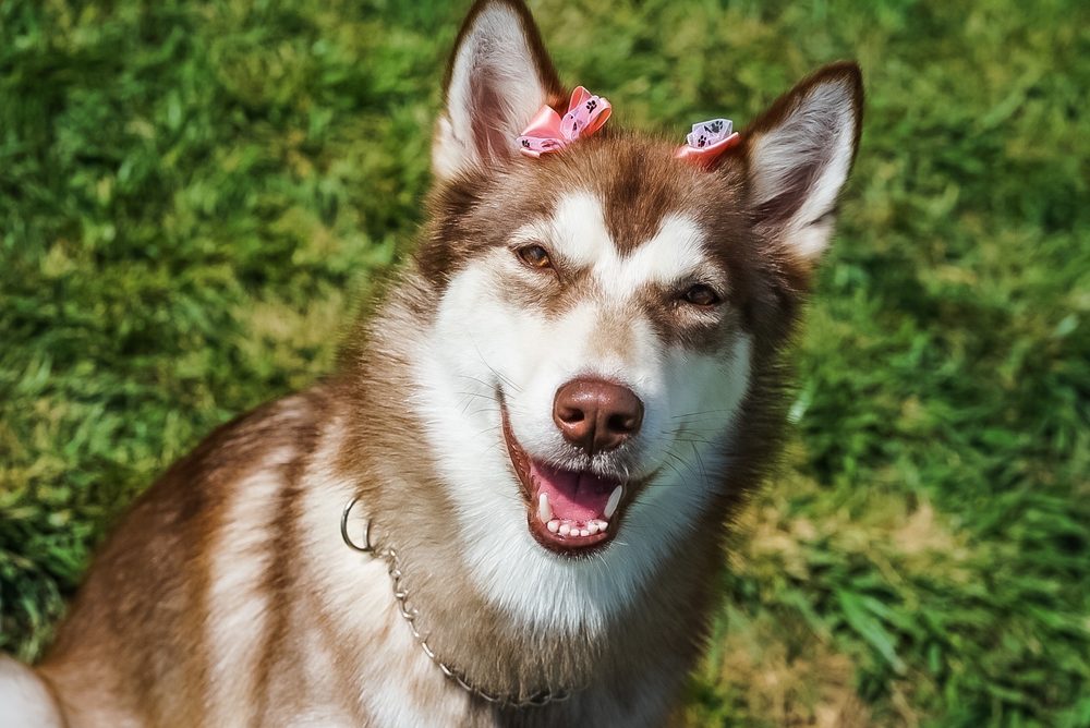 WAGGY GROOMING SHOP 131 Photos & 138 Reviews 16246 Whittier Blvd, Whittier, California