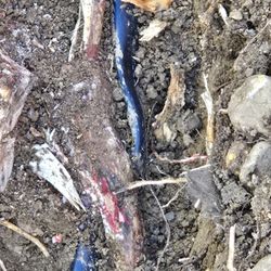 Summer Sprinklers Repair - Root bound sprinkler line