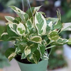 Evergreen Plant Co