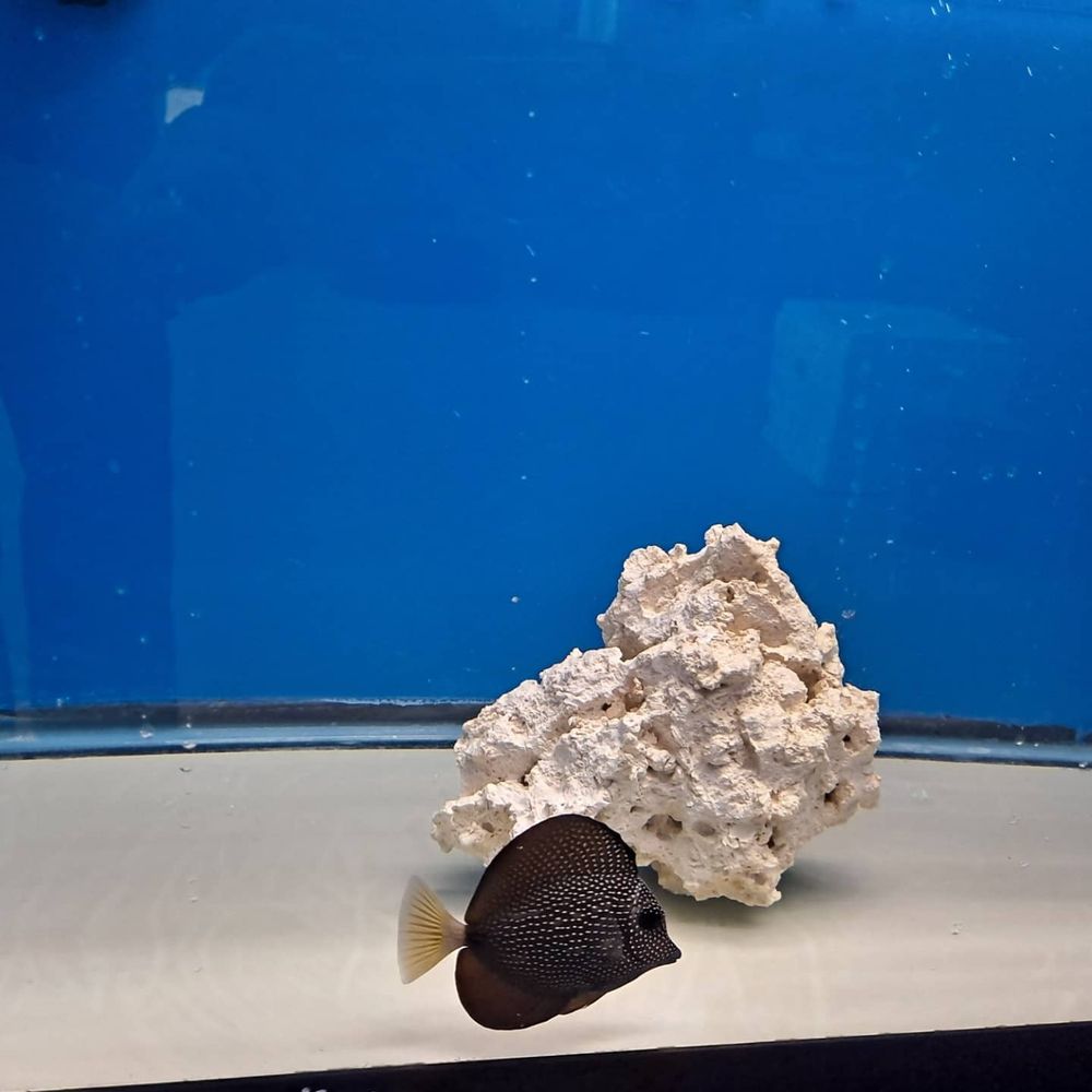 Under The Sea Aquatics Image