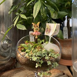 Chester's Flower Shop And Greenhouses - Fairy plant decor!