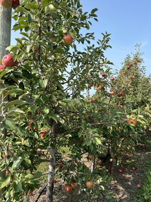 Apple Jack Orchards by null