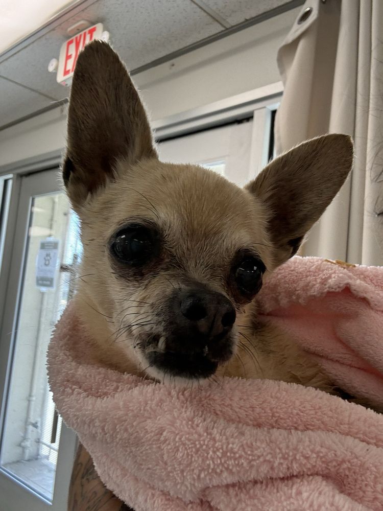 AFFORDABLE ANIMAL HOSPITAL Updated July 2024 20 Reviews 5118