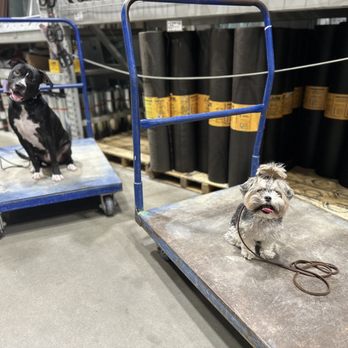 Off Leash K9 Training - happy puppies! - Pet Training Near Me Off Leash K9 Training - happy puppies! - Pet Training Near Me