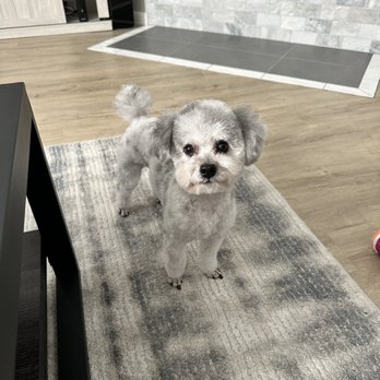 Frisco Emergency Pet Care - all better - Veterinarians Near Me - Frisco, Texas