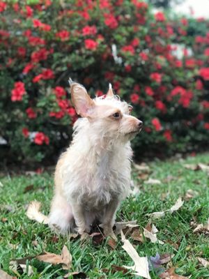 Dat Pooch Mobile Dog Grooming