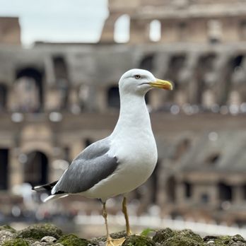 Colosseum - Landmarks & Historical Buildings Near Me - Rome, RM Colosseum - Landmarks & Historical Buildings Near Me - Rome, RM