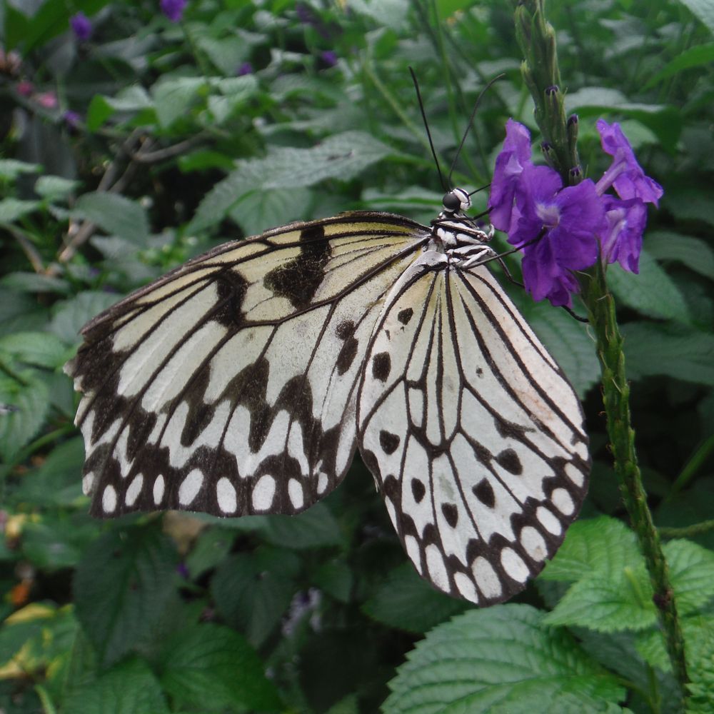 Cambridge Butterfly Conservatory - Botanical Gardens Near Me - Cambridge, Ontario Cambridge Butterfly Conservatory - Botanical Gardens Near Me - Cambridge, Ontario