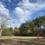 Photo of Lett's Tree Removal Service