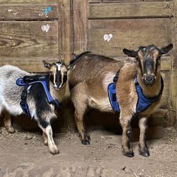 Dulzura, California - Baaaaaaaaa