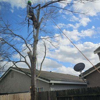 Greenwood Tree Service - Tree Services Near Me - Sacramento, California Greenwood Tree Service - Tree Services Near Me - Sacramento, California