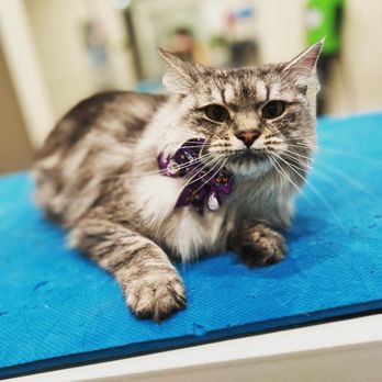 Grooming by Lacy - Pet Groomers Near Me - Wake Forest, North Carolina