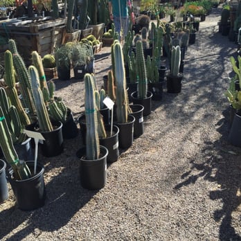 Whitfill Nursery - Nurseries & Gardening Near Me - Phoenix, Arizona Whitfill Nursery - Nurseries & Gardening Near Me - Phoenix, Arizona