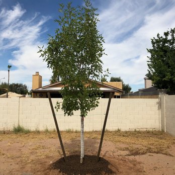 Moon Valley Nurseries - The new back yard Arizona Ash really looks beautiful and is just the first of many improvements, thank you Moon Valley Nurseries! - Nurseries & Gardening Near Me - Chandler, Arizona