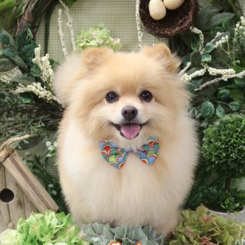 Wan Wan Paradise - Pet Groomers Near Me - Honolulu, Hawaii Wan Wan Paradise - Pet Groomers Near Me - Honolulu, Hawaii