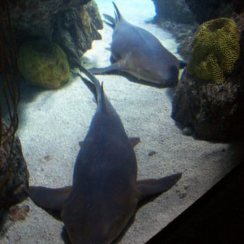 Downtown Aquarium - Museums Near Me - Denver, Colorado Downtown Aquarium - Museums Near Me - Denver, Colorado