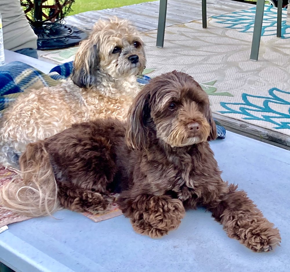 SUSIE’S PROFESSIONAL PET GROOMING 20 Photos Pet Groomers 2408 S