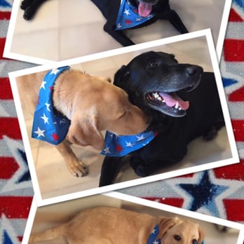 Petco - Happy 4th of July! - Pet Stores Near Me - Sunnyvale, California Petco - Happy 4th of July! - Pet Stores Near Me - Sunnyvale, California