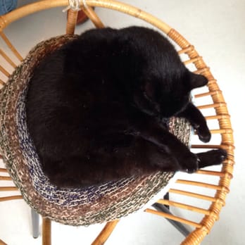 Kattencafé Kopjes - Cafes Near Me - Amsterdam, New Hampshire