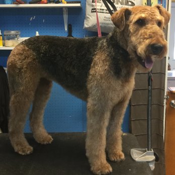 Cochran's Canines - Airedale Terrier in a tight clip. - Pet Groomers Near Me - Dayton, Ohio