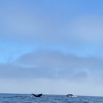 Discovery Whale Watch - Whale Watching Tours Near Me - Monterey, California