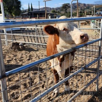 Prancers Farm - Fruits & Veggies Near Me - Santa Paula, California Prancers Farm - Fruits & Veggies Near Me - Santa Paula, California