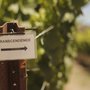 Photo of Transcendence Winery
