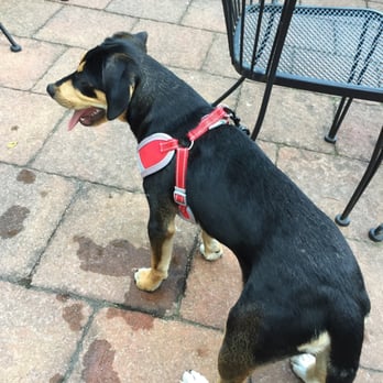 GAO Thai Kitchen - Our puppy relaxing with us at dinner outside - Thai Near Me - Ramsey, New Jersey GAO Thai Kitchen - Our puppy relaxing with us at dinner outside - Thai Near Me - Ramsey, New Jersey