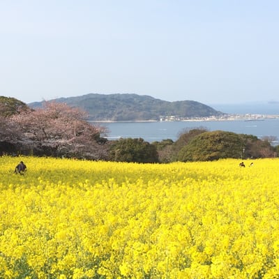 Nokonoshima Island by null