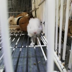 Pajareria Estación - animalito sin piso (sus patitas se atrapan en la reja) sin comida ni agua