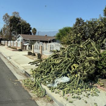 Affordable Tree Care - Fell cactus tree - Tree Services Near Me Affordable Tree Care - Fell cactus tree - Tree Services Near Me