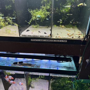 360 Aquatic - Fish selection - Local Fish Stores Near Me - Houston, Texas