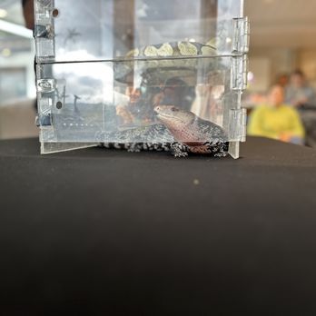 For Goodness Snakes - Performing Arts Near Me