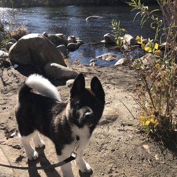 Rivernook Campground - Our puppy hanging out at Site #426 next to the River - Campgrounds Near Me - Kernville, California