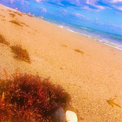 Melbourne Beach - Every Seashell has a story.