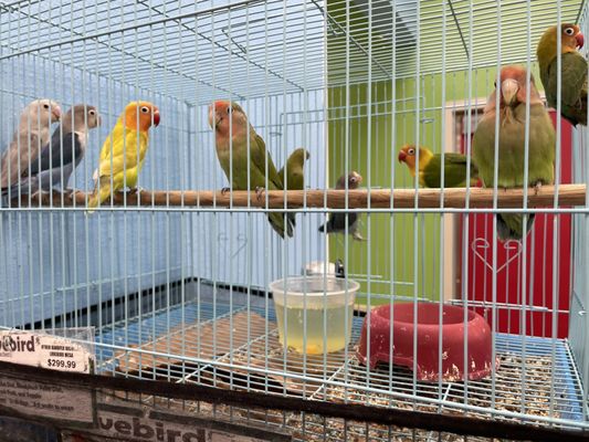 Pratt’s Pets - Mesa