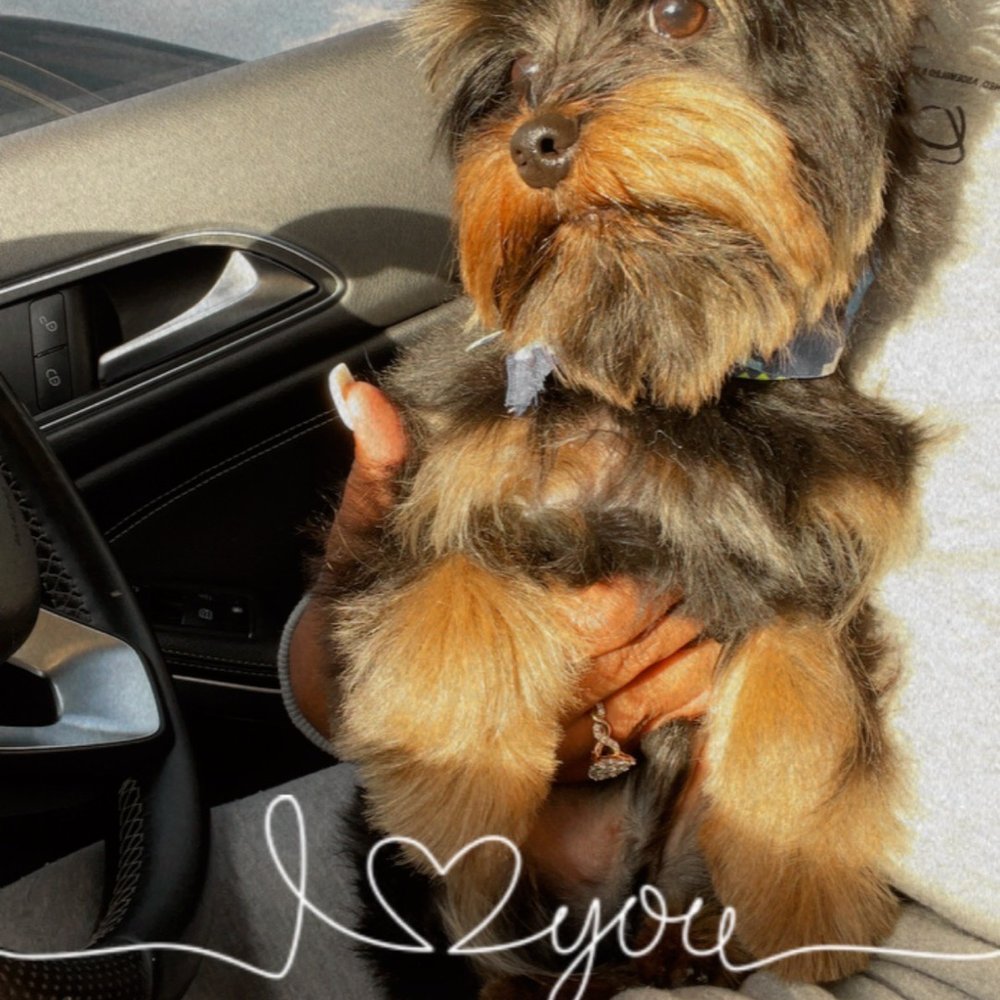 The Pet Parlor Mobile - Pet Groomers Near Me The Pet Parlor Mobile - Pet Groomers Near Me