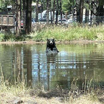 Bearizona - Zoos Near Me - Williams, Arizona Bearizona - Zoos Near Me - Williams, Arizona