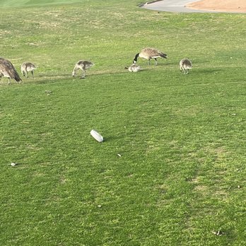 Duncan Group - Geese family at Sunriver Golf Course - Real Estate Agents Near Me - St. George, Utah Duncan Group - Geese family at Sunriver Golf Course - Real Estate Agents Near Me - St. George, Utah