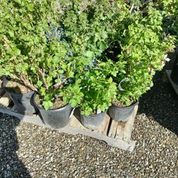 Jakes Greenhouse - Raspberry bushes for sale @ Jake's Greenhouse