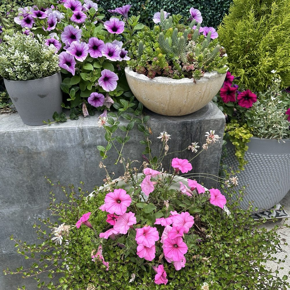 Armstrong Garden Centers - Muehlenbeckia (wire vine) along with white Gaura and more of the Bubblegum Supertunia from Proven Winners - Nurseries & Gardening Near Me - Pasadena, California Armstrong Garden Centers - Muehlenbeckia (wire vine) along with white Gaura and more of the Bubblegum Supertunia from Proven Winners - Nurseries & Gardening Near Me - Pasadena, California