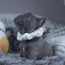Wrinklebee Frenchies - Baby Midna.