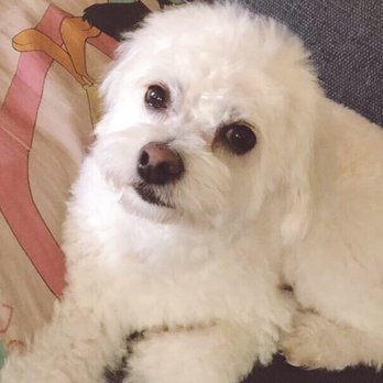 Happy Dog Spa - So cute!!! - Pet Groomers Near Me - Alameda, California Happy Dog Spa - So cute!!! - Pet Groomers Near Me - Alameda, California