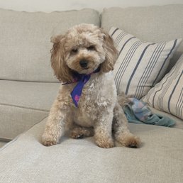 Golden Grooming! My dog looks so cute! Golden Grooming! My dog looks so cute!