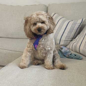 Golden Mobile Grooming - Golden Grooming! My dog looks so cute! - Pet Groomers Near Me - Miami, Florida Golden Mobile Grooming - Golden Grooming! My dog looks so cute! - Pet Groomers Near Me - Miami, Florida