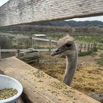 Ostrichland USA - Ostrich - Attraction Farms Near Me - Solvang, California Ostrichland USA - Ostrich - Attraction Farms Near Me - Solvang, California